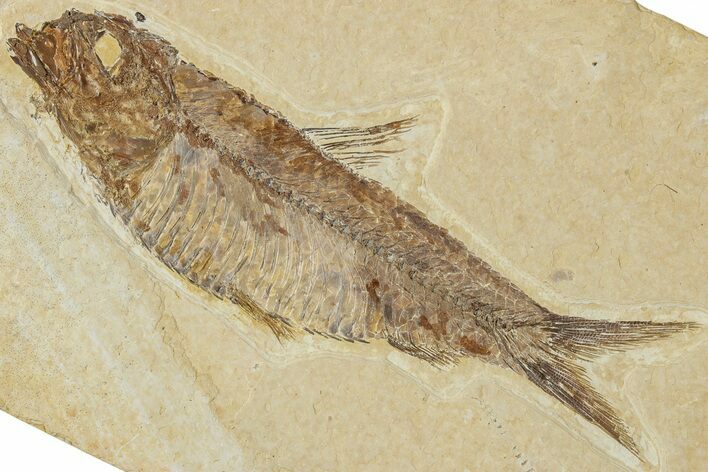 Detailed Fossil Fish (Knightia) - Wyoming #227445